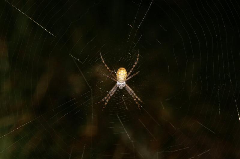 Argiope_trifasciata_D3518_Z_88_Karinji NP_Australie.jpg